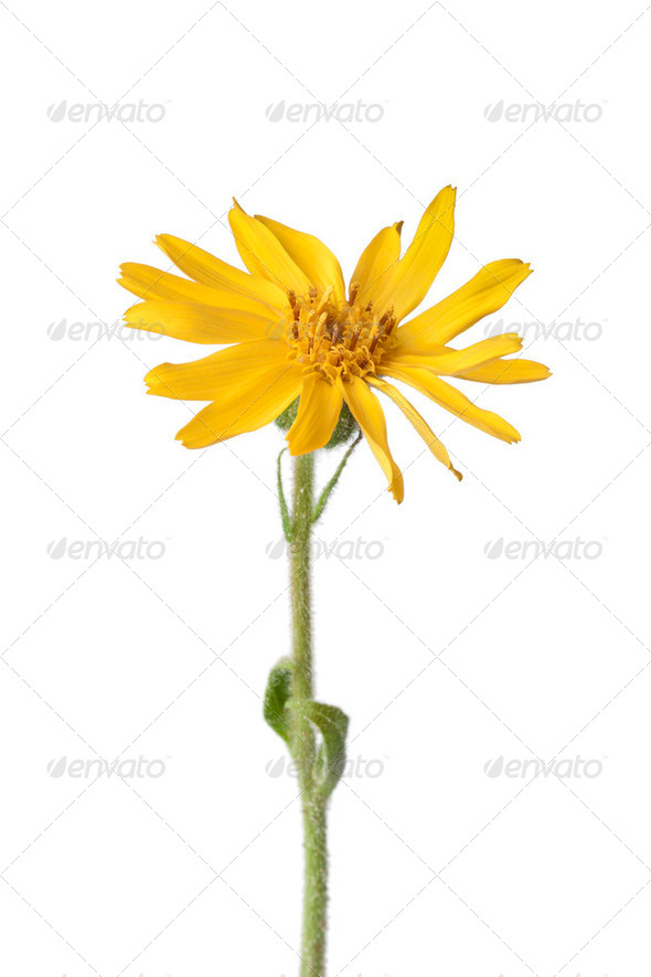 Arnica Montana flower - Stock Photo - Images