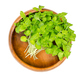 Sesame or benne microgreen, fresh Sesamum shoots, in a wooden bowl - PhotoDune Item for Sale