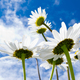 Close-up shot of white daisy flowers from below - PhotoDune Item for Sale