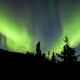 Northern Lights Aurora borealis Yukon spruce taiga - PhotoDune Item for Sale