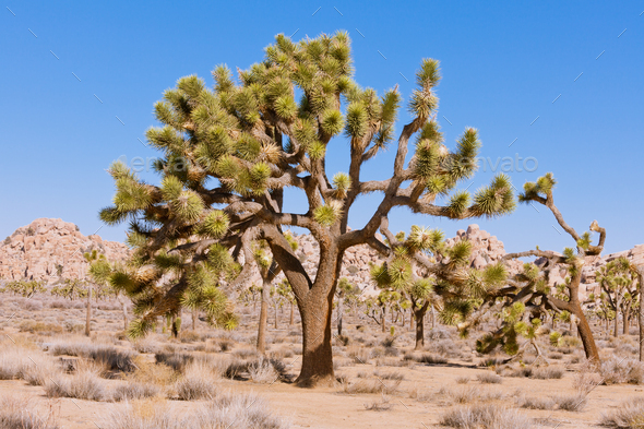 Joshua Tree Yucca brevifolia NP CA US - Stock Photo - Images