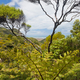 Coastal NZ ferntree forest wilderness near Piha - PhotoDune Item for Sale