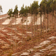 Vast clearcut Eucalyptus forest for timber harvest - PhotoDune Item for Sale
