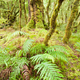 Virgin rainforest wilderness of Fiordland NP NZ - PhotoDune Item for Sale