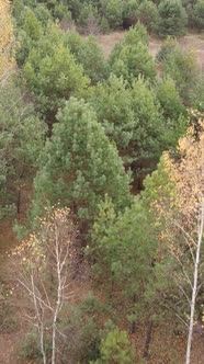 Vertical Video Forest in Autumn Aerial View Slow Motion alt