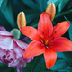 Wood lily and Mountain Peony. Plant - PhotoDune Item for Sale