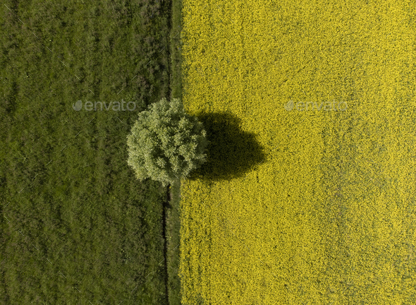 High angle aerial view of Dramatic two color field with a single tree in Kyrgyzstan. - Stock Photo - Images