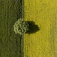 High angle aerial view of Dramatic two color field with a single tree in Kyrgyzstan. - PhotoDune Item for Sale