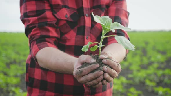 Man Holding Young Tree in Hands alt