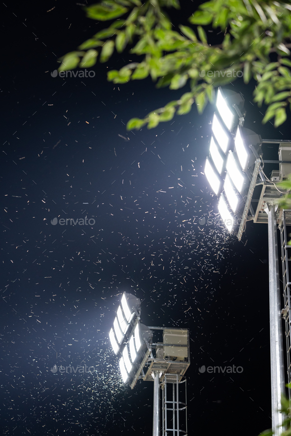 Swarm of insects and mosquitoes around the lamp of an electric spotlight at night outdoors