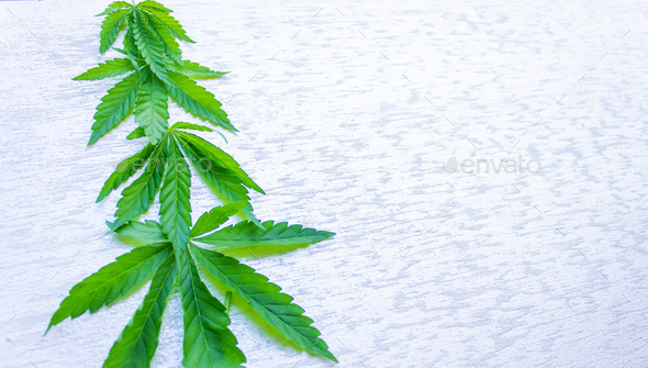 Marijuana cannabis leaves white blank background. Floral background minimalism.
