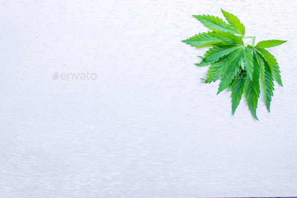 Marijuana cannabis leaves white blank background. Floral background minimalism.