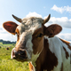 Happy cow portrait in summer at green meadow - PhotoDune Item for Sale