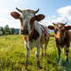 Happy Cows Grazing on Green grass in summer - PhotoDune Item for Sale