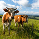 Curious cows looking at camera whle grazing on green meadow - PhotoDune Item for Sale