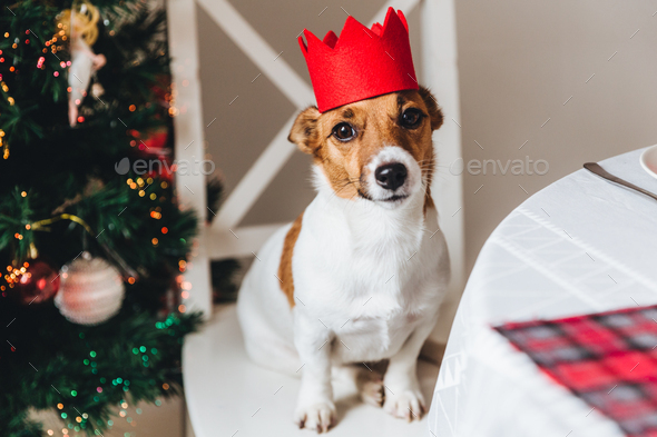 Funny jack russell terrier with red crown poses against decorated New Year  tree Stock Photo by StudioVK
