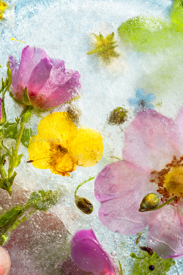 Colorful background of summer flowers and roses in frozen water with