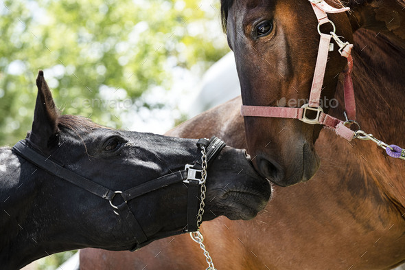 mating horse in nature Stock Photo by cynoclub | PhotoDune