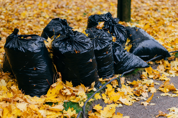 Plastic garbage bags full of leaves at autumn Stock Photo by