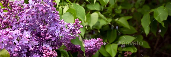Light blurry photo of lilac. A blooming bush of purple flowers. Banner.