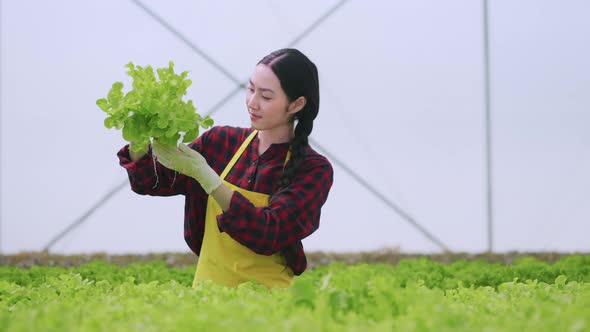 asian small business owner greenhouse hydroponic farm business owner hand hold fresh vegetable