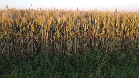 Wall with barley crops, the edge of the field under the road, ripening ears of barley. alt