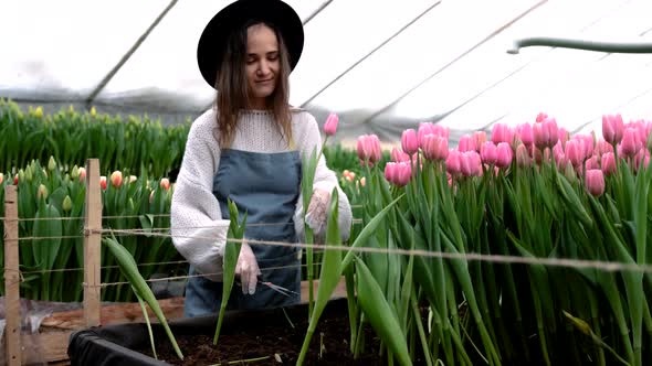 A Greenhouse Worker in a Hat Cuts Pink Tulips in a Greenhouse for Sale alt