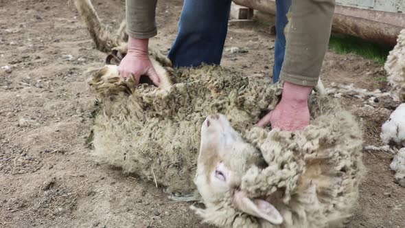 Man Shearing Sheep