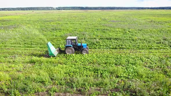 Tractor Harvesting Mustard. Bird's Eye View