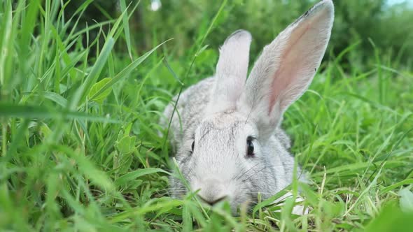 Cute Fluffy Light Gray Easter Bunny Sits on a Green Meadow in Sunny Weather Closeup alt