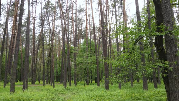 Wild Forest Landscape on a Summer Day alt