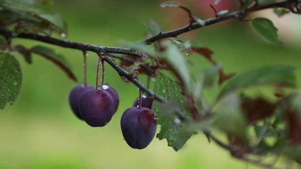 Branch with Ripe Organic Plums in the Garden in Sunny Day