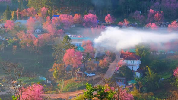 4K : Timelapse of Wild Himalayan Cherry Blossom (Prunus cerasoides) alt