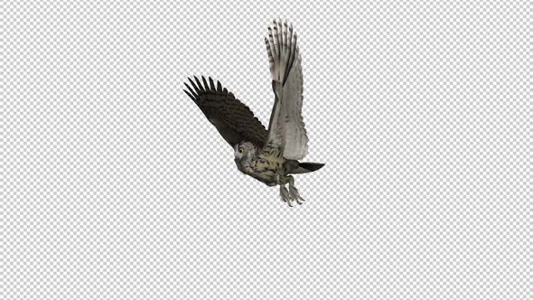Owl - Horned - Flying Loop - Side View I
