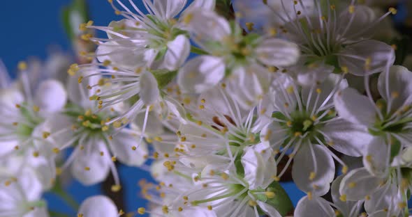 Beautiful Spring Cherry tree flowers blossom timelapse, extreme close up