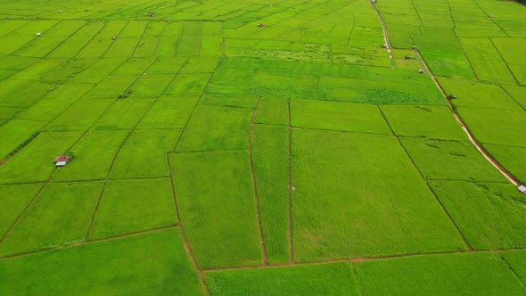 4K, A green rice field waving in the wind, Green rice plants growing. Nature Aerial footage alt