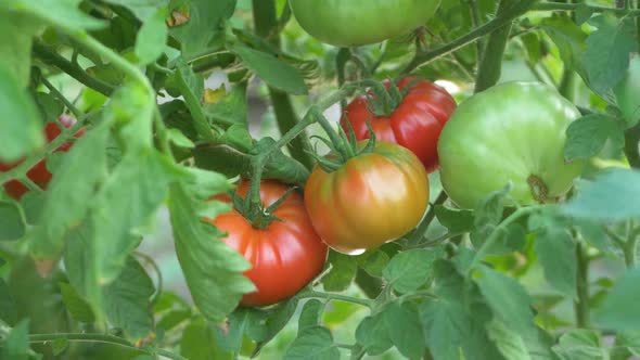 Red Tomatoes on Bunch Bush