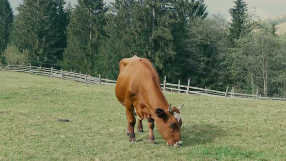 A ginger cow grazes in a meadow in a mountain village. alt