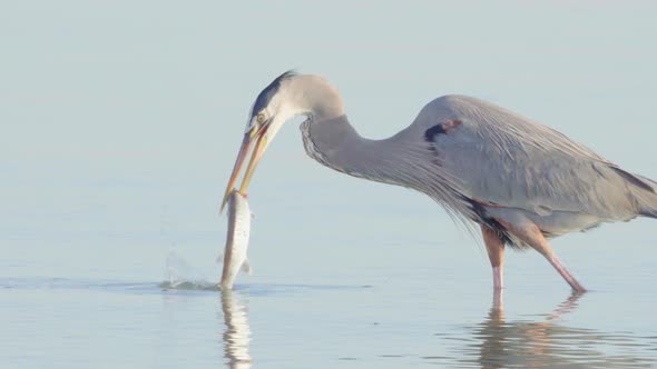 Great blue heron hunting and catching a barracuda in South Florida beach coast alt