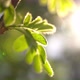 Sunbeam In The Leaves - VideoHive Item for Sale