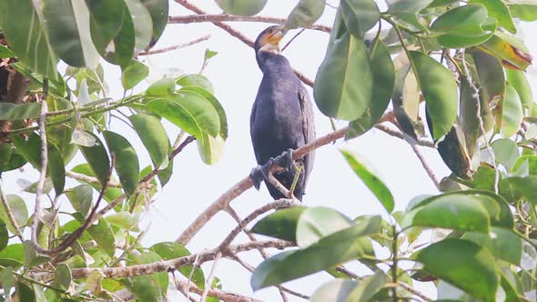 Great Cormorant bird on tree branch calling other birds I Great Cormorant bird stock video full HD alt