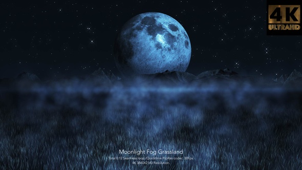 Moonlight Fog Grassland
