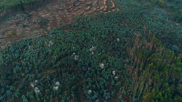 Deforestation. Natural Disaster. alt