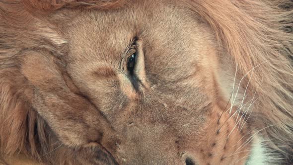 Barbary lion (Panthera leo leo). Sleeping lion