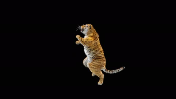 Tiger Dancing 4K alt