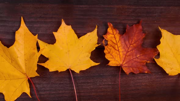 Yellow Autumn Maple Leaves on a Brown Wooden Background alt