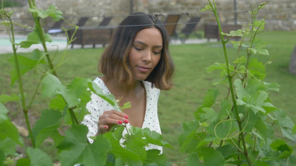 Rows of grapes growing at a vineyard field in Italy, Europe. alt