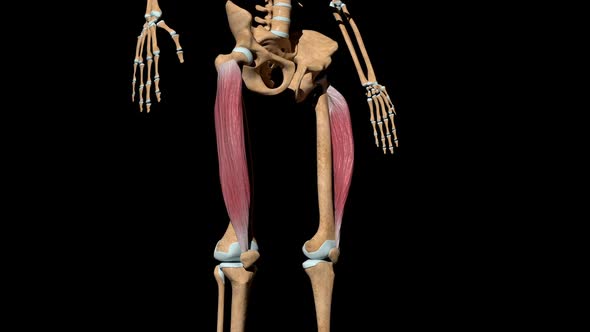 Vastus Lateralis Muscles On Skeleton alt