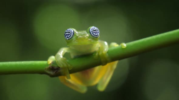 Glass Frog in its Natural Habitat in the Caribbean Forest.