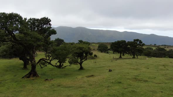 Aerial view of old and rare Fanal laurisilva forest on Madeira island, Portugal alt